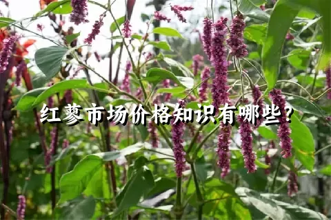 红蓼市场价格知识有哪些？