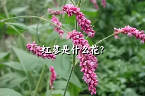 红蓼是什么花？