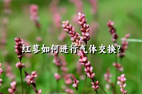 红蓼如何进行气体交换？