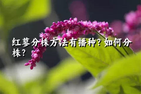红蓼分株方法有播种？如何分株？