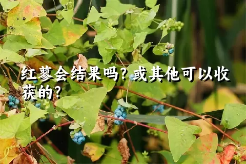 红蓼会结果吗？或其他可以收获的？