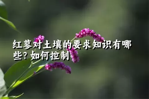 红蓼对土壤的要求知识有哪些？如何控制
