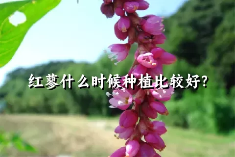 红蓼什么时候种植比较好？