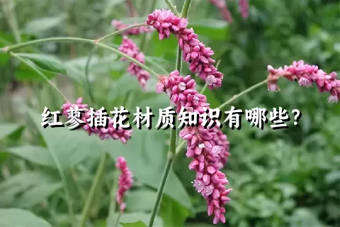 红蓼插花材质知识有哪些？