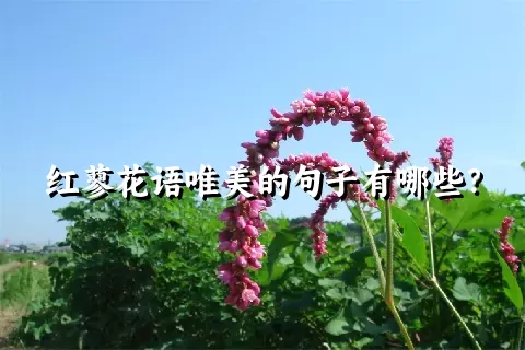 红蓼花语唯美的句子有哪些？