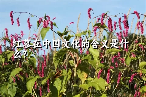 红蓼在中国文化的含义是什么？