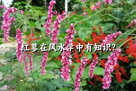 红蓼在风水学中有知识？