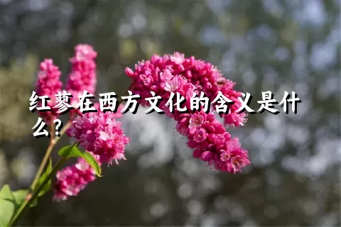 红蓼在西方文化的含义是什么？