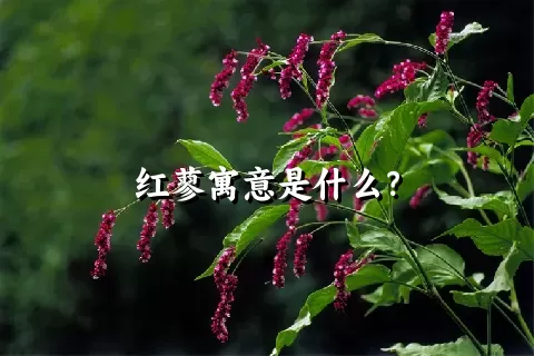 红蓼寓意是什么？