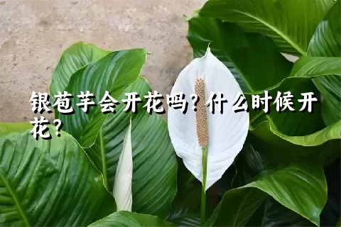 银苞芋会开花吗？什么时候开花？