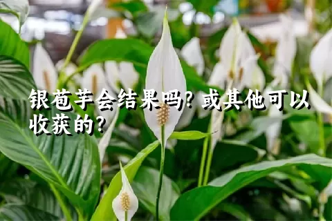 银苞芋会结果吗？或其他可以收获的？