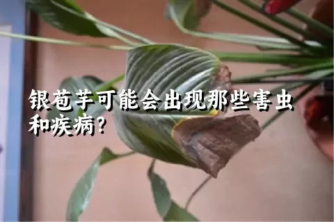 银苞芋可能会出现那些害虫和疾病？
