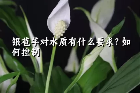 银苞芋对水质有什么要求？如何控制