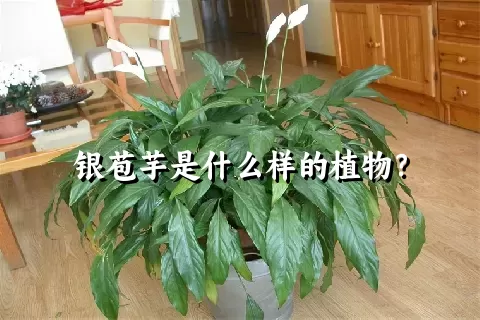 银苞芋是什么样的植物？