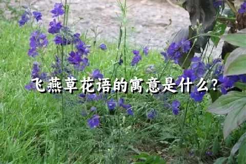 飞燕草花语的寓意是什么？