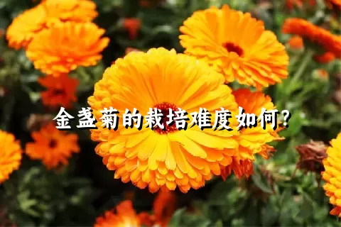 金盏菊的栽培难度如何？