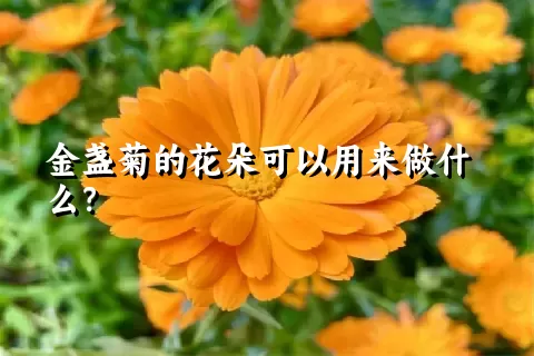 金盏菊的花朵可以用来做什么？