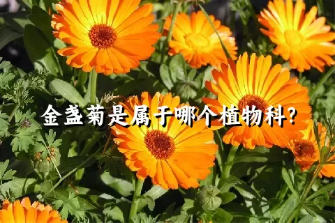 金盏菊是属于哪个植物科？