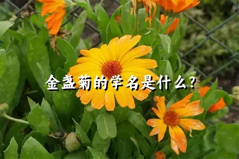 金盏菊的学名是什么？