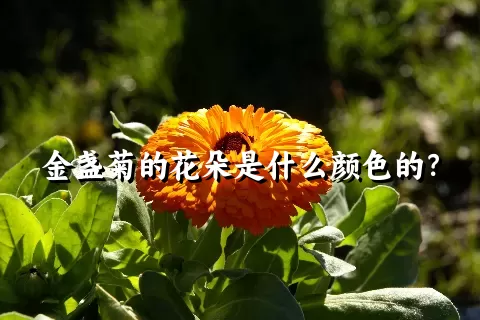 金盏菊的花朵是什么颜色的？