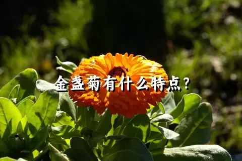 金盏菊有什么特点？