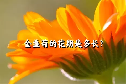 金盏菊的花期是多长？