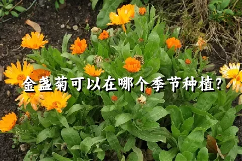 金盏菊可以在哪个季节种植？