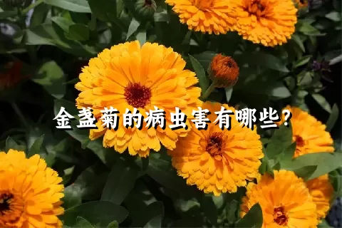 金盏菊的病虫害有哪些？