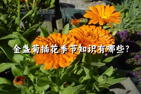 金盏菊插花季节知识有哪些？