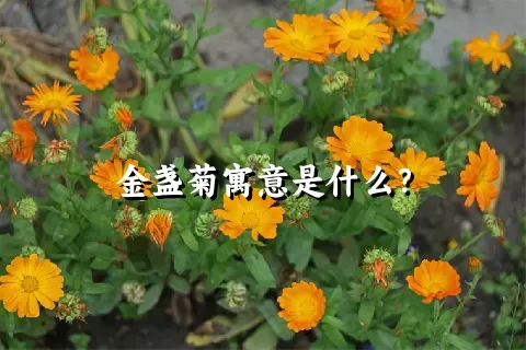金盏菊寓意是什么？