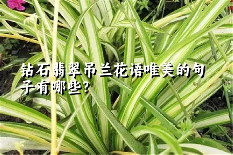 钻石翡翠吊兰花语唯美的句子有哪些？