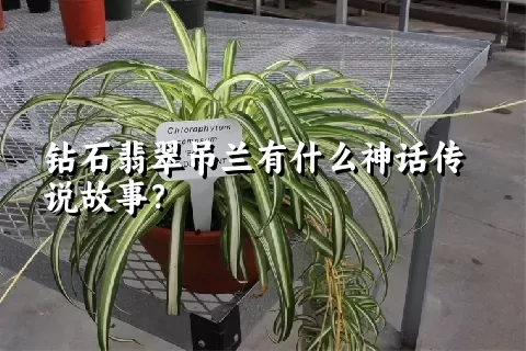 钻石翡翠吊兰有什么神话传说故事？