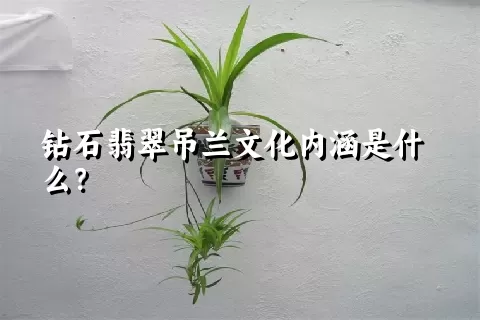 钻石翡翠吊兰文化内涵是什么？