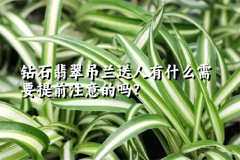 钻石翡翠吊兰送人有什么需要提前注意的吗？