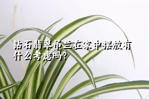 钻石翡翠吊兰在家中摆放有什么考虑吗？