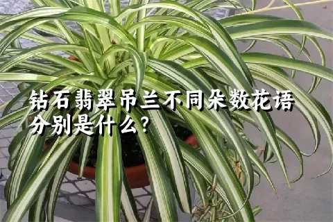 钻石翡翠吊兰不同朵数花语分别是什么？