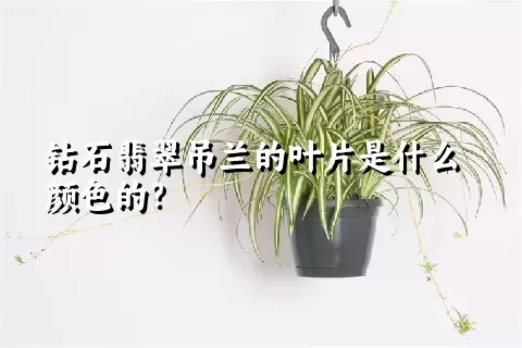 钻石翡翠吊兰的叶片是什么颜色的？