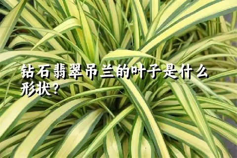钻石翡翠吊兰的叶子是什么形状？