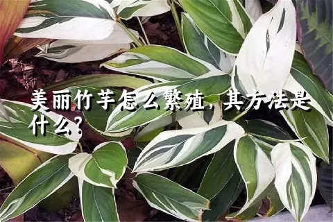 美丽竹芋怎么繁殖，其方法是什么？