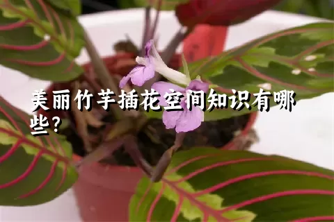 美丽竹芋插花空间知识有哪些？
