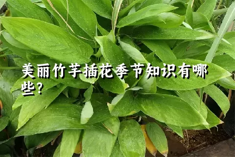 美丽竹芋插花季节知识有哪些？