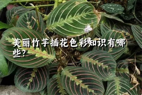美丽竹芋插花色彩知识有哪些？
