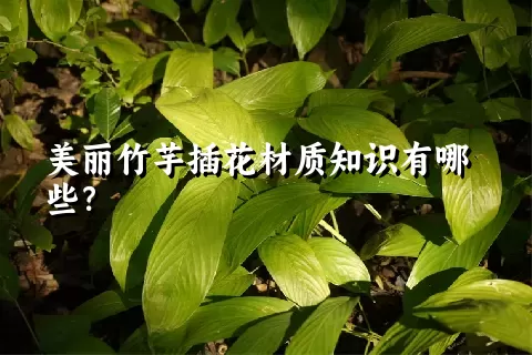 美丽竹芋插花材质知识有哪些？