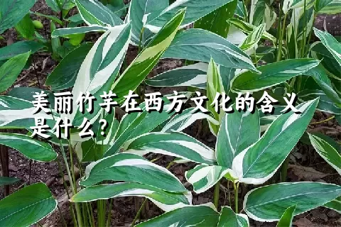 美丽竹芋在西方文化的含义是什么？