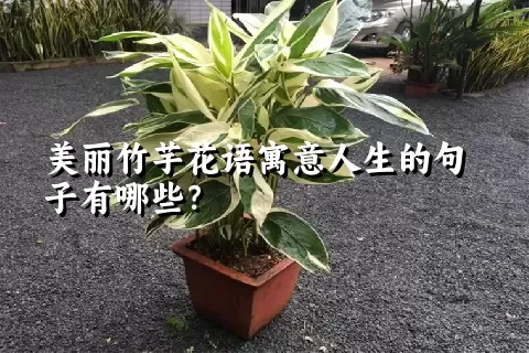 美丽竹芋花语寓意人生的句子有哪些？