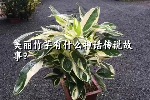 美丽竹芋有什么神话传说故事？