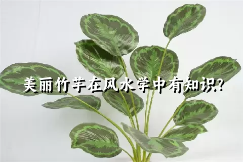 美丽竹芋在风水学中有知识？