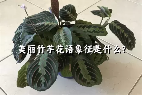 美丽竹芋花语象征是什么？