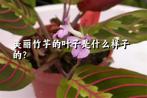 美丽竹芋的叶子是什么样子的？