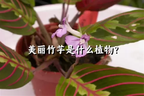 美丽竹芋是什么植物？